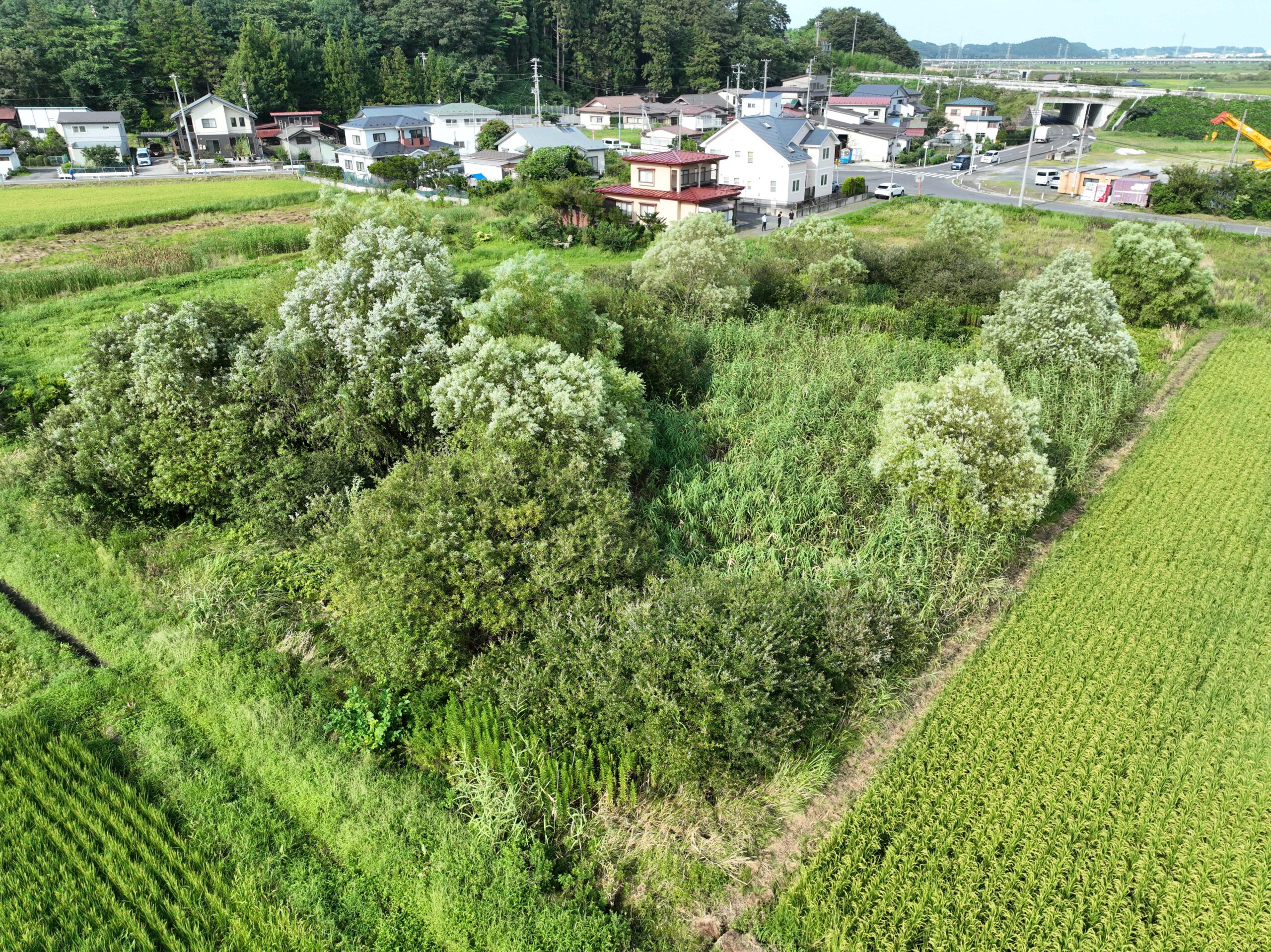 耕作放棄地を伐木伐採回収処分まで一括対応した草刈り実績